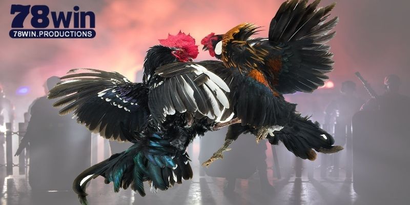 Đá Gà Trực Tiếp 88 - Sảnh Giải Trí Ăn Khách Số 1 Tại 78win 4 Đá gà trực tiếp 88